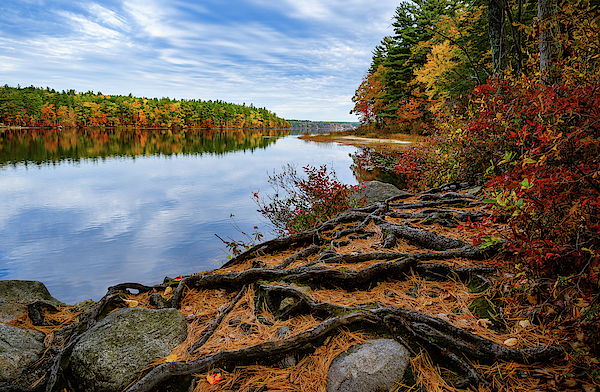 Roots, Massabesic Lake N H by Michael Hubley Roots, Massabesic Lake N H by Michael Hubley
