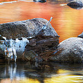 Fallen Birch