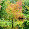Ipswich River Reflections, Topsfield MA. 